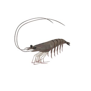 3D shrimp seafood prawn model
