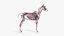 3D skin horse anatomy