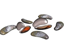 3D shells model