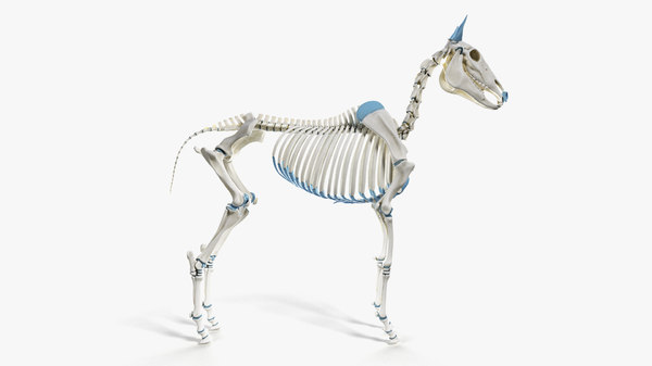 3D skin horse anatomy - TurboSquid 1449331