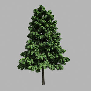 forest - medium eucalyptus 3D model