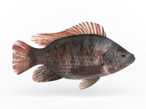 tilapia fish 3D