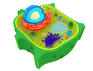 Plant Cell 3d Models For Download Turbosquid