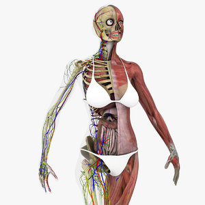 3D motion capture female anatomy