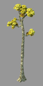 plant - poplar 03 3D model