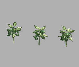 plant - diffenbachia 3D model