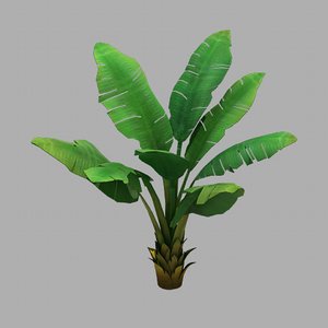 plant - plantain tree 3D model