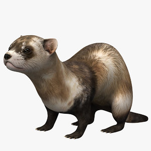 ferret animal mongoose 3D model