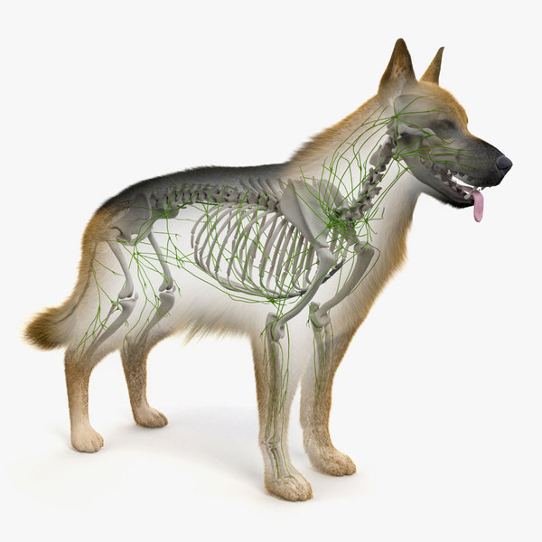 犬の皮膚 骨格 リンパ系3dモデル Turbosquid