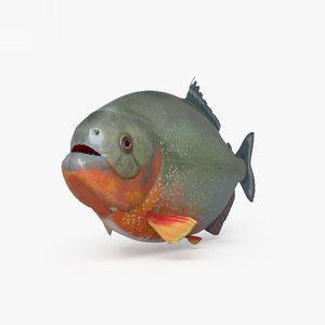 3D piranha model