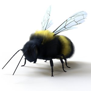 3D bee bumblebee