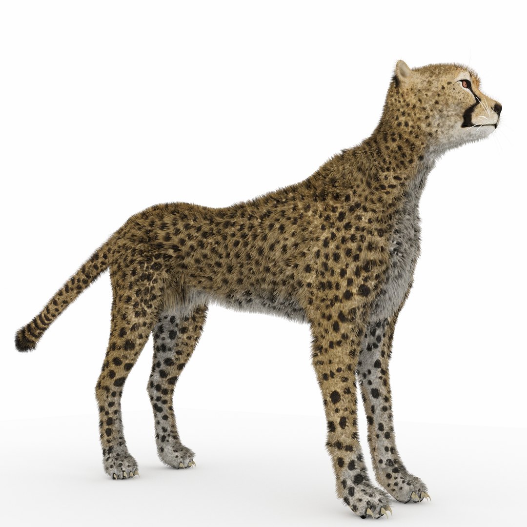 3D Model Cheetah Cheeta Chee - TurboSquid 1449971