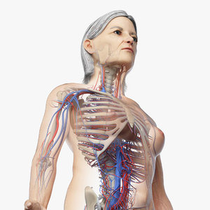 skin elder female skeleton model