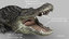 3D alligator animations model