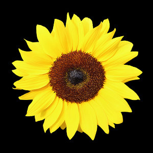 cutout flower - yellow sunflower - Helios flower texture