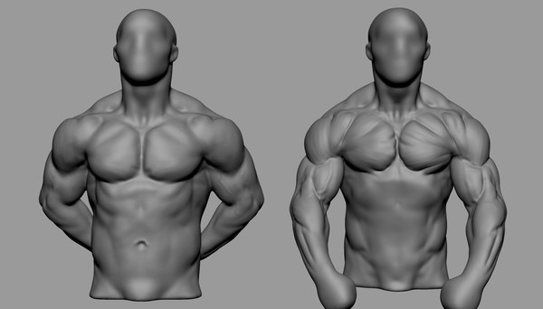 Тело в 3 4. Торс 3д модель. Мужской торс 3д. Мужской торс 3д модель. Торс в 3d моделирование.