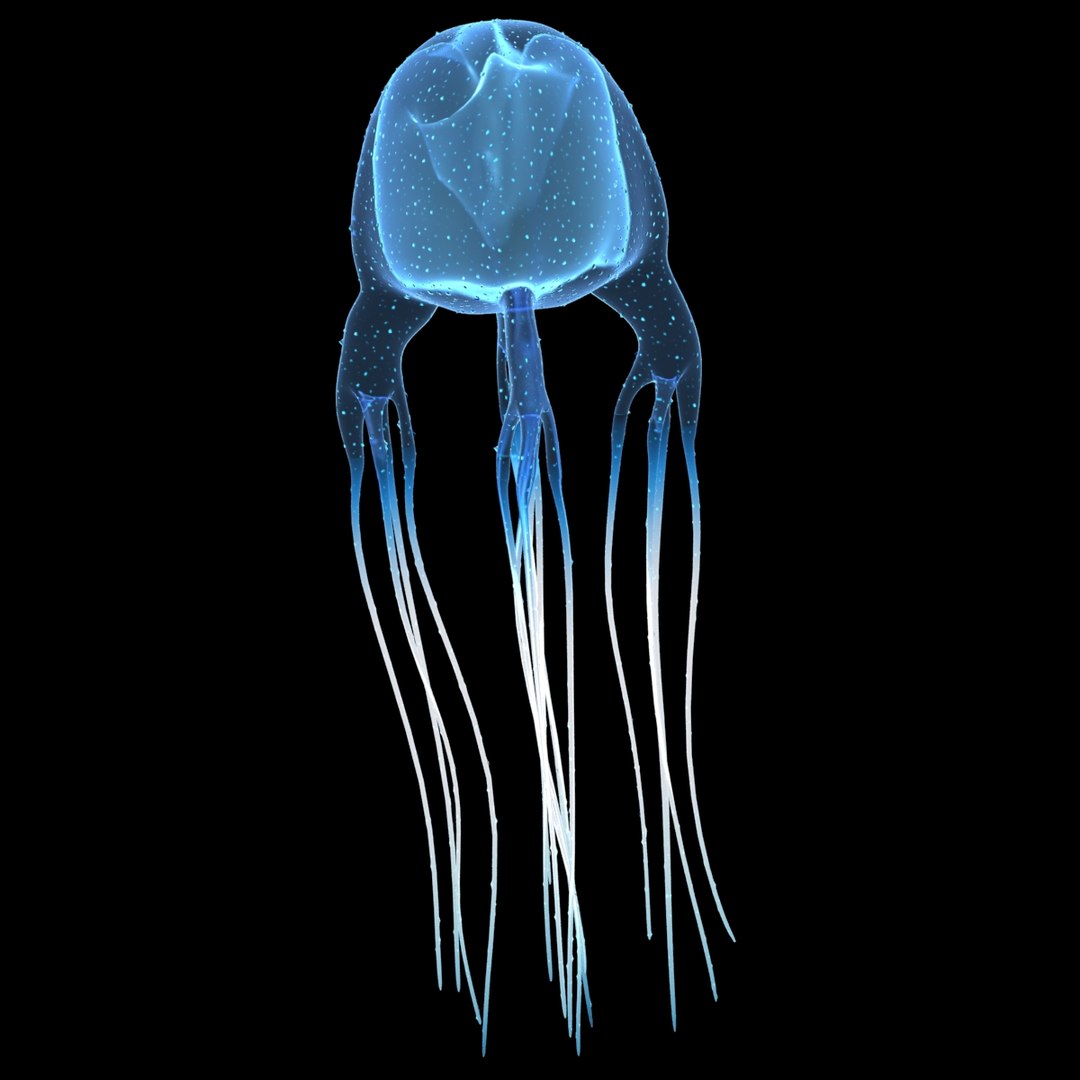 3D box jellyfish cubozoa - model - TurboSquid 1451178