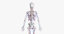3D model elder female anatomy