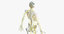 3D model elder female anatomy