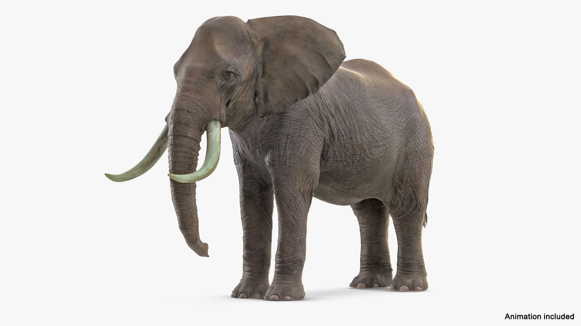 Elephant waiting animal fur model - TurboSquid 1451498
