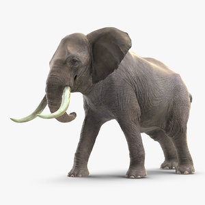 3D elephant agressive animal fur