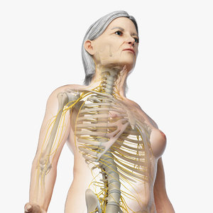 3D skin elder female skeleton