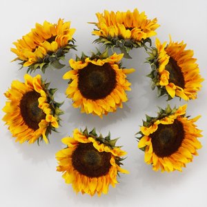 3D flower sunflower brown model