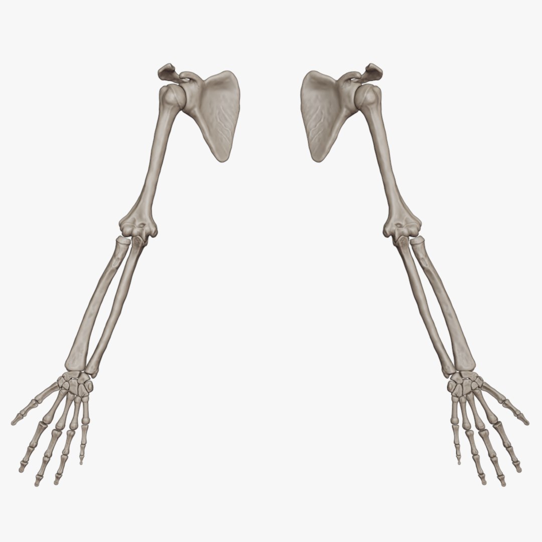 3D skeletal arm science anatomy bone - TurboSquid 1451974