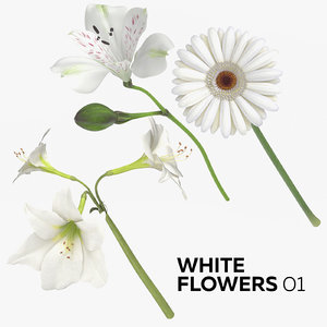white flowers 01 3D model