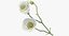 white flowers 02 3D model