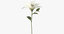 white flowers 02 3D model