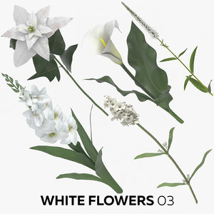 white flowers 03 3D model