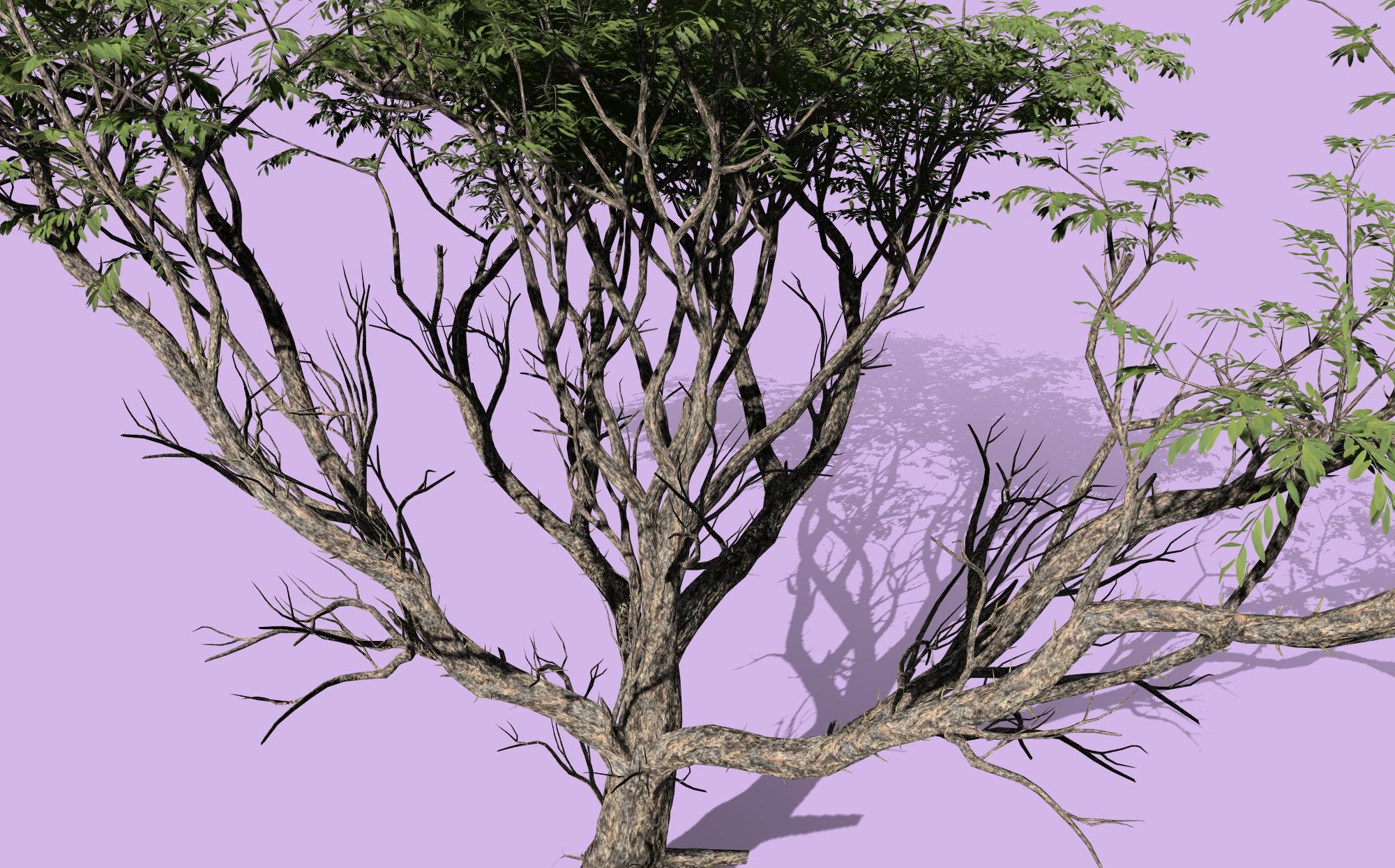 3d acacia wattles tree plant