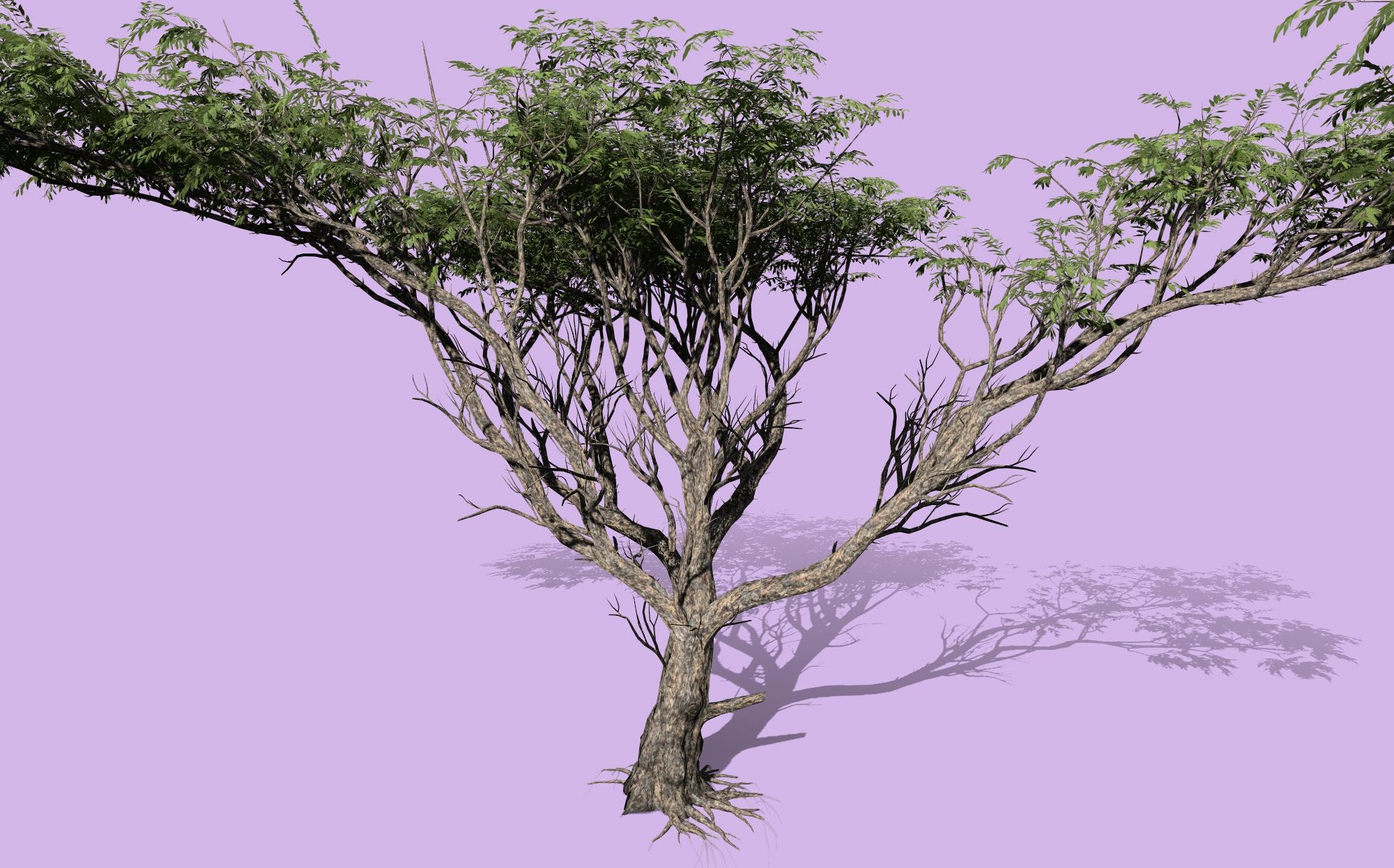 相思树3d模型