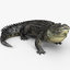 3D alligator animations model