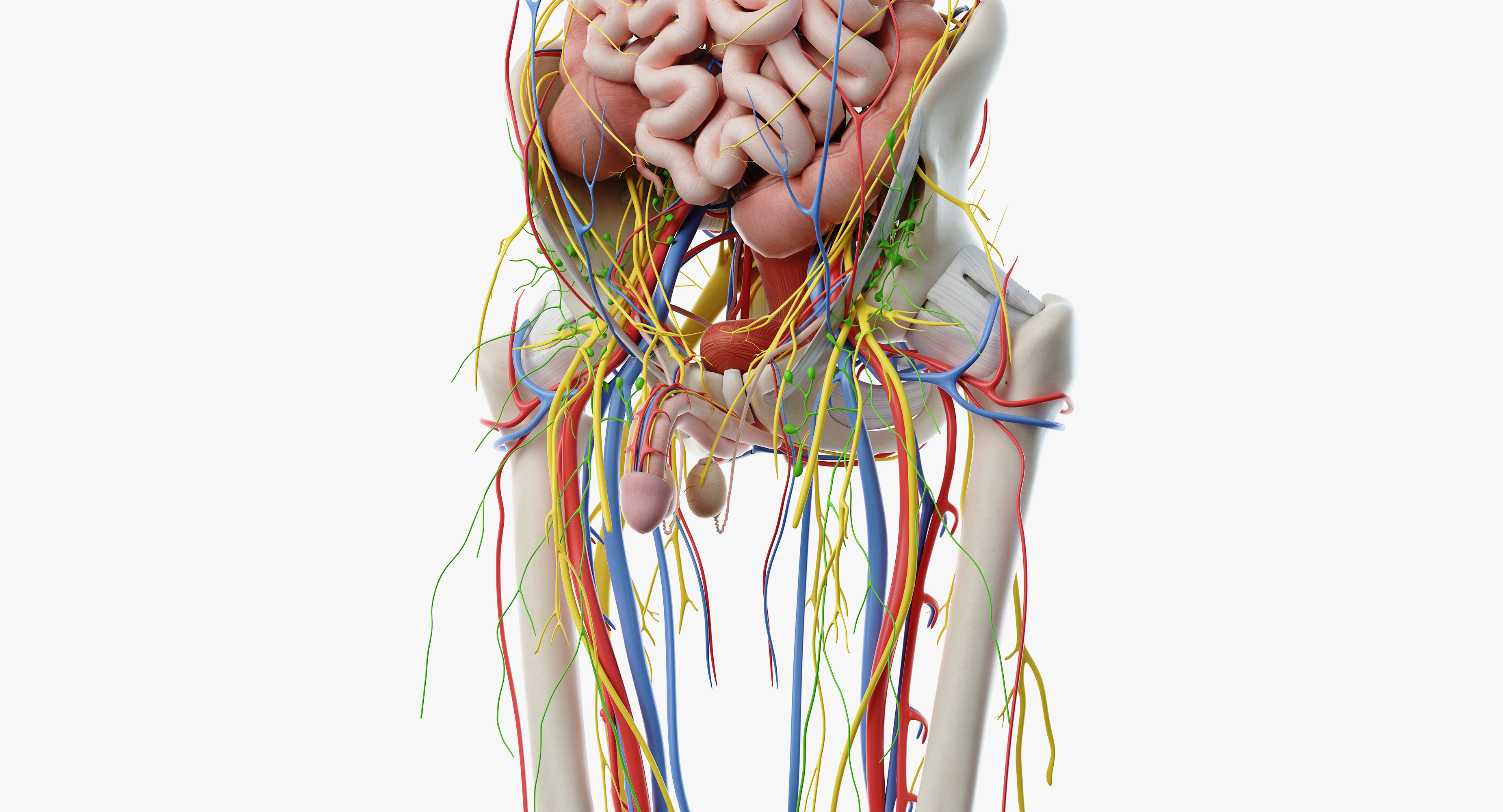 完整男性解剖3d模型