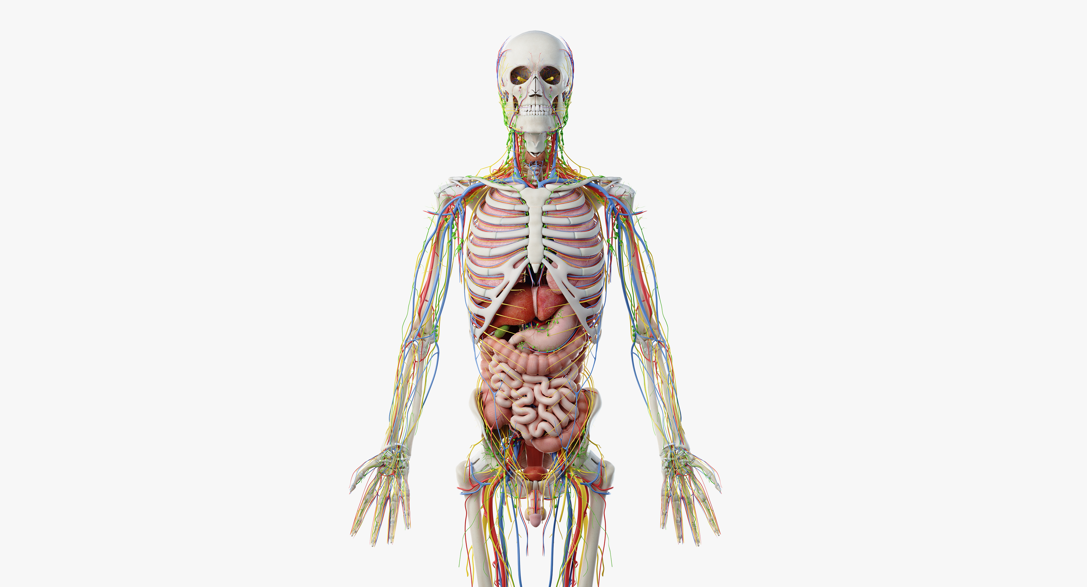 完整男性解剖3d模型