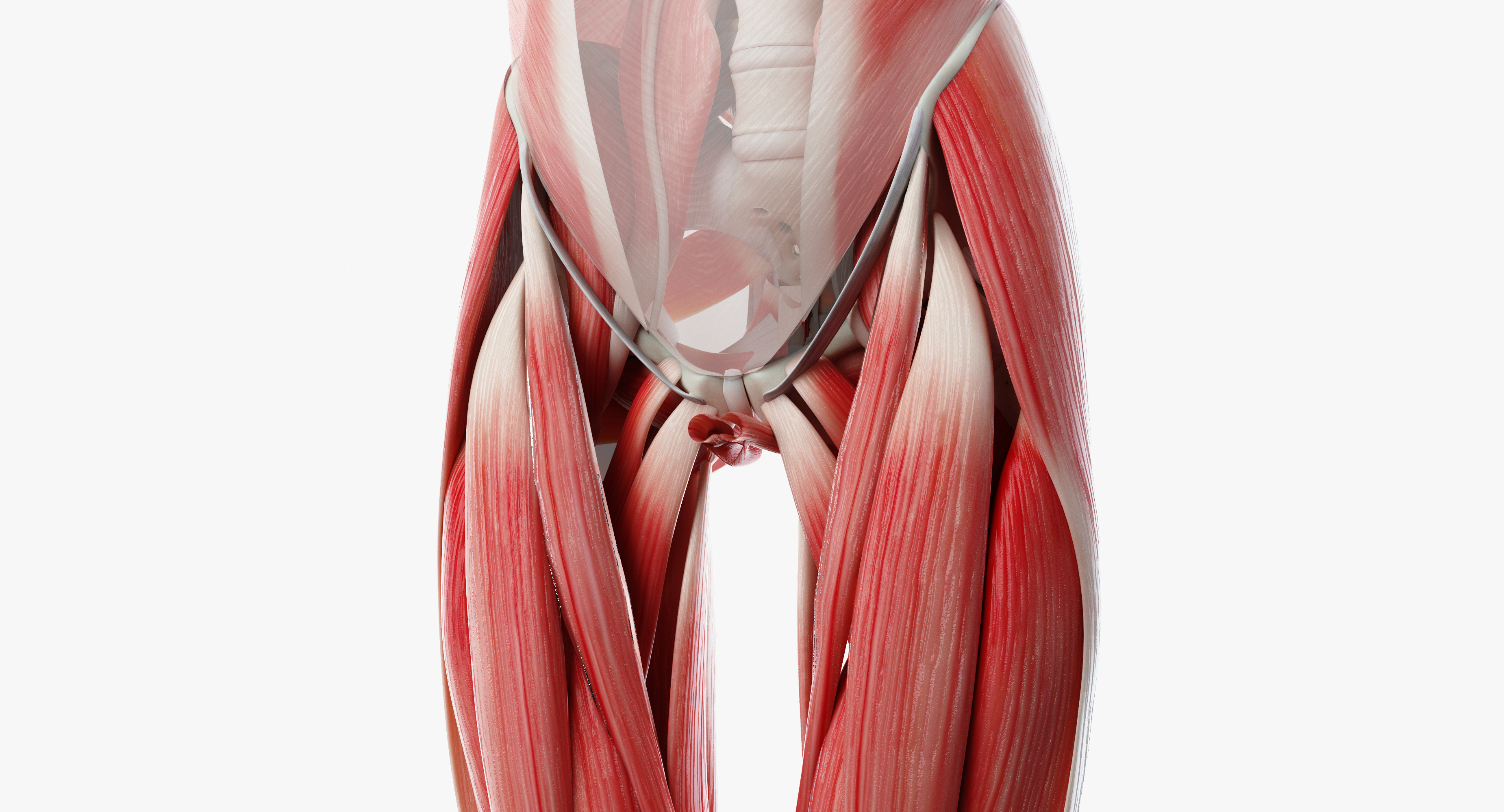 完整男性解剖3d模型