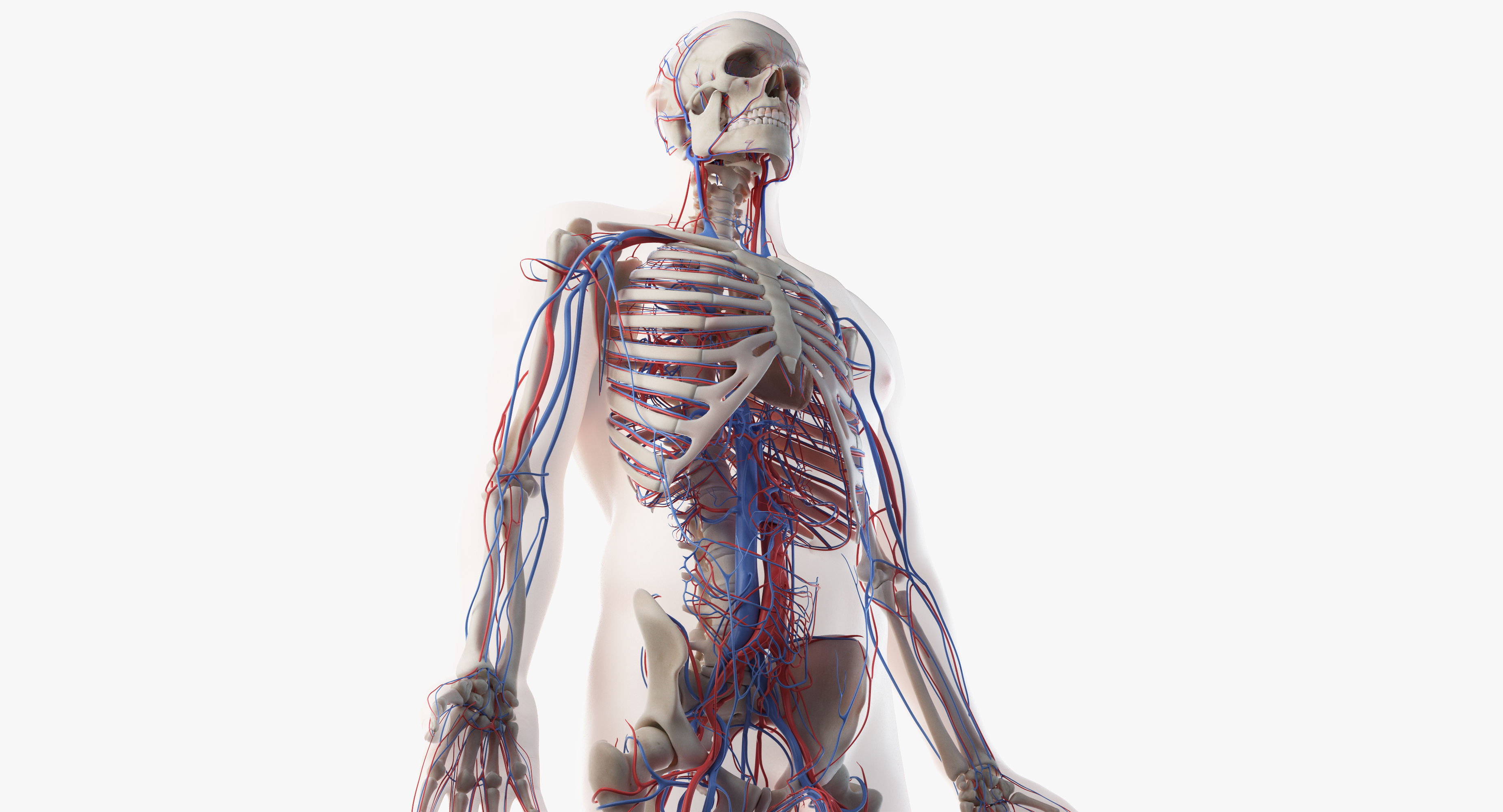 完整男性解剖3d模型