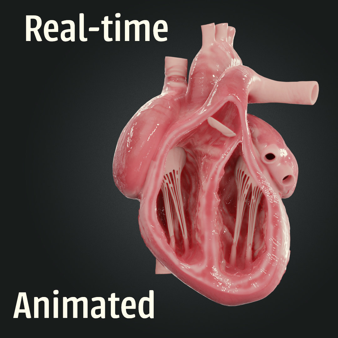 Modelo 3d Corazón Humano Realista Turbosquid 1448096