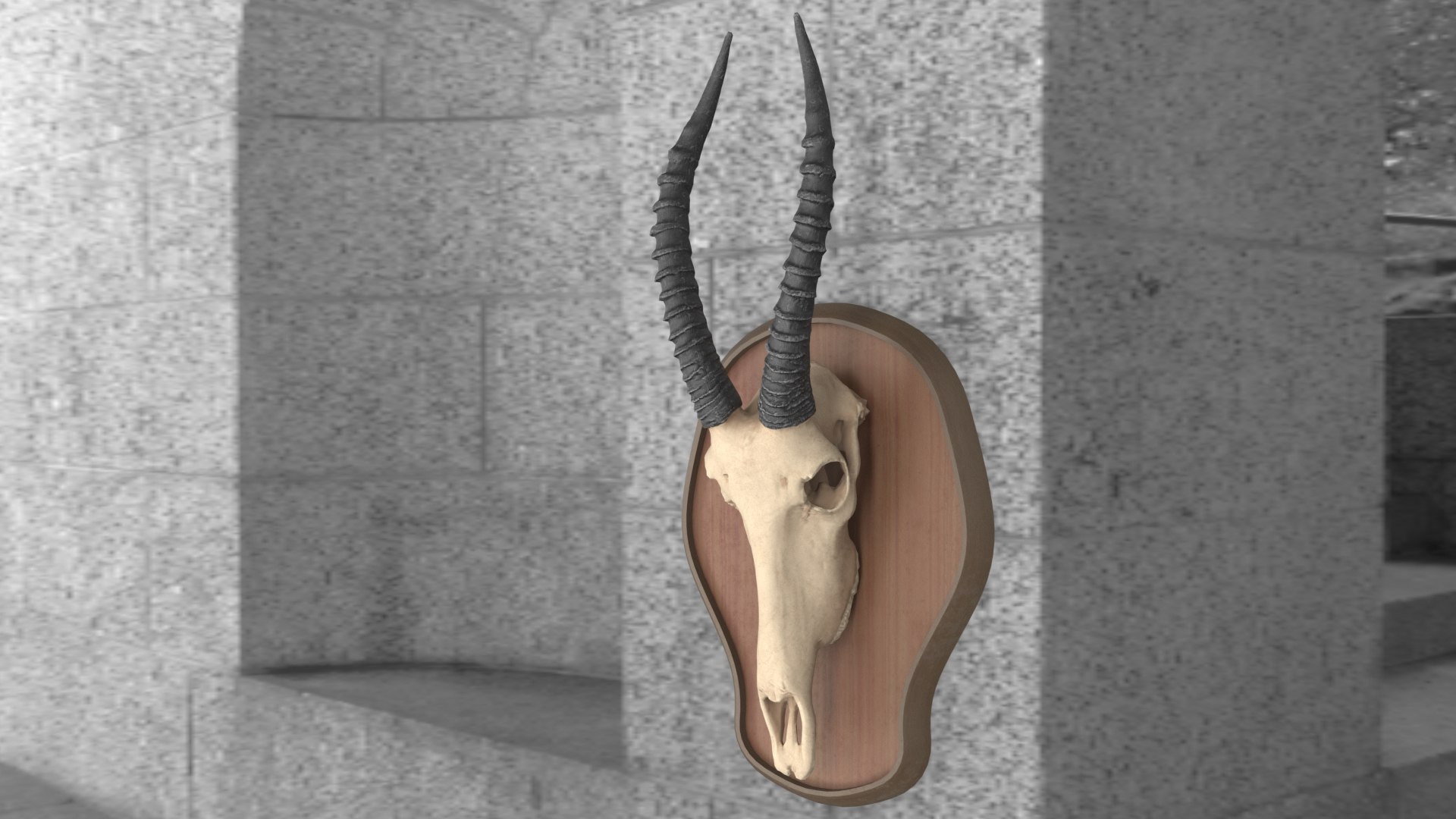 Antelope skull 3D model - TurboSquid 1453331