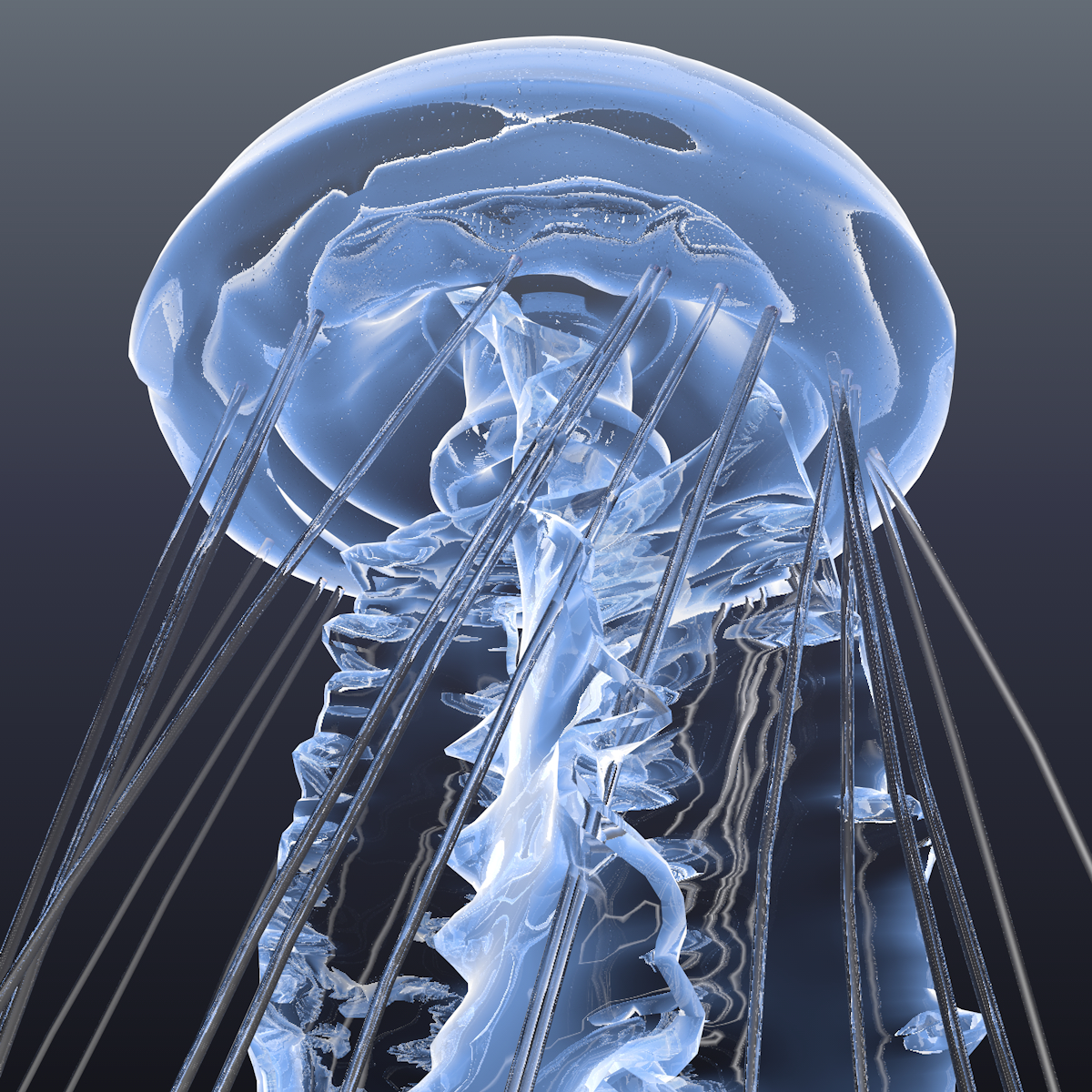 Realistic jellyfish 3D model TurboSquid 1453390
