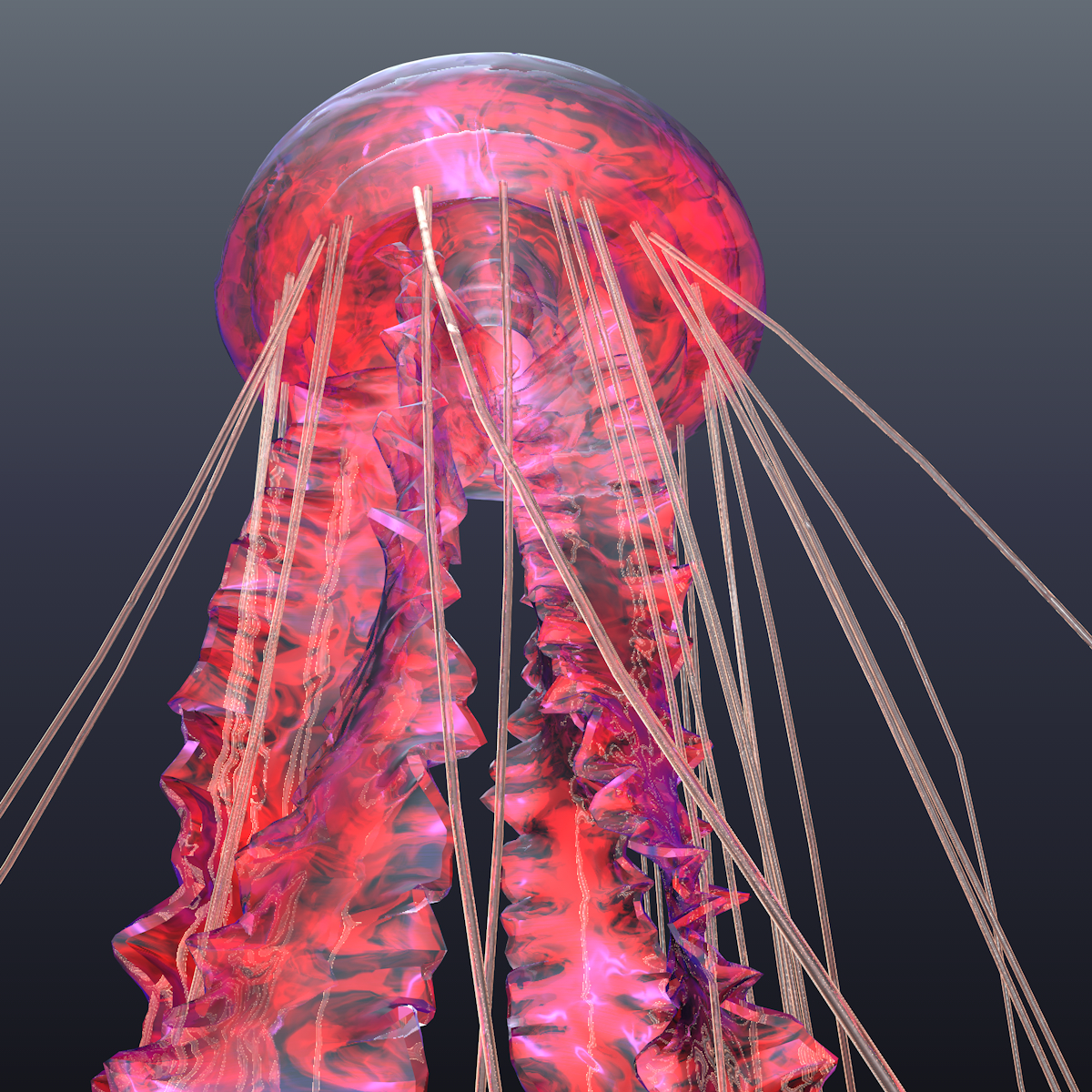 Realistic jellyfish model TurboSquid 1453715