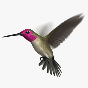 3D anna s hummingbird animation model
