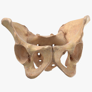 human pelvis sacrum ilium 3D
