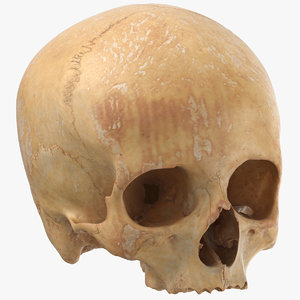 3D human skull cranial 01 model