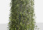 creeper plants 8: epipremnum 3D