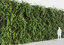 creeper plants 8: epipremnum 3D