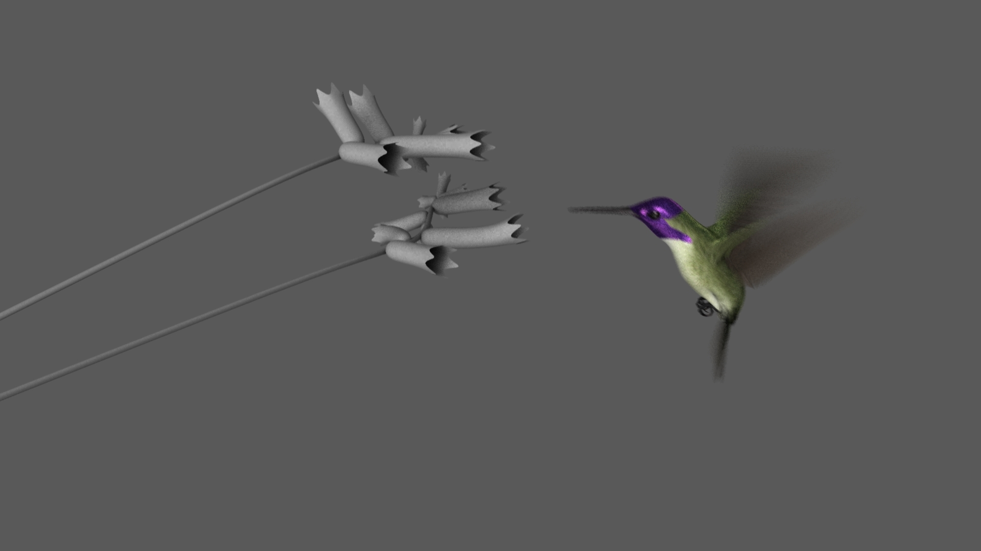 Hummingbird Rig Costas Kolibri (animiert) 3D-Modell - TurboSquid 1454720