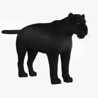 Leopard 3D Models for Download | TurboSquid